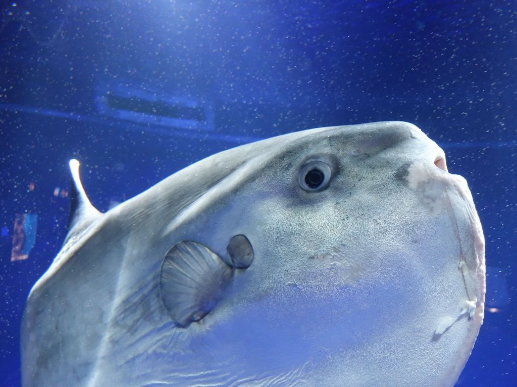 the sunfish was in a tank way too small for its size