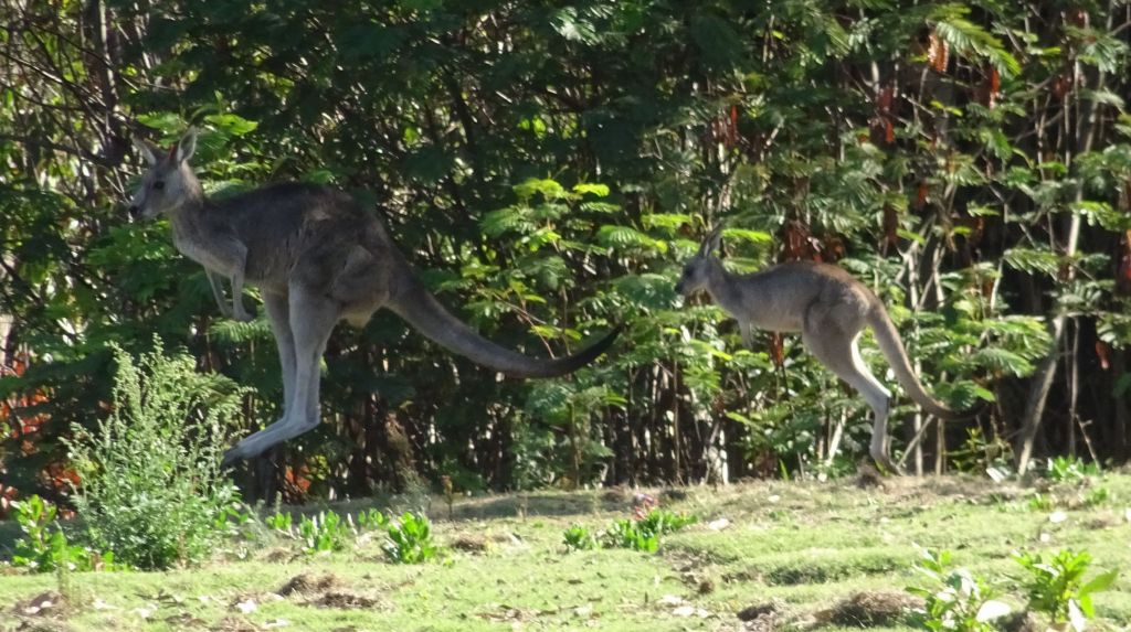 semi wild kangaroos in a golf course